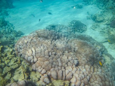 Kızıl Deniz 'deki bir mercan resifi üzerindeki güzel sualtı manzarası.