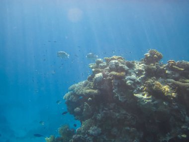 Kızıl Deniz 'deki bir mercan resifi üzerindeki güzel sualtı manzarası.