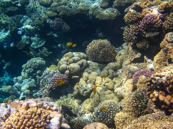 Kızıl Deniz 'deki bir mercan resifi üzerindeki güzel sualtı manzarası.