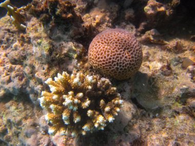 Kızıl Deniz 'in mercan resiflerindeki güzel mercanlar. Renkli mercanlar. Deniz altı dünyası.