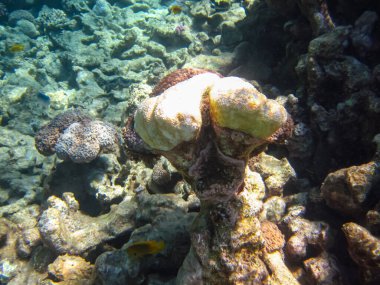 Kızıl Deniz 'in mercan resiflerindeki güzel mercanlar. Renkli mercanlar. Deniz altı dünyası.