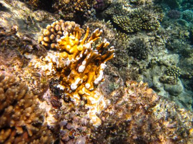 Kızıl Deniz 'in mercan resiflerindeki güzel mercanlar. Renkli mercanlar. Deniz altı dünyası.