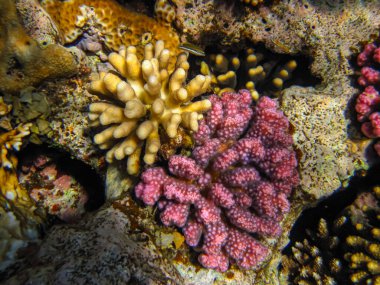 Kızıl Deniz 'in mercan resiflerindeki güzel mercanlar. Renkli mercanlar. Deniz altı dünyası.