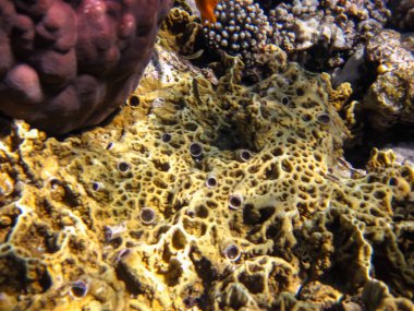 Kızıl Deniz 'in mercan resiflerindeki güzel mercanlar. Renkli mercanlar. Deniz altı dünyası.