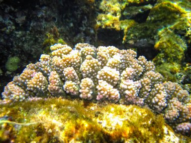 Kızıl Deniz 'in mercan resiflerindeki güzel mercanlar. Renkli mercanlar. Deniz altı dünyası.