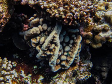 Kızıl Deniz 'in mercan resiflerindeki güzel mercanlar. Renkli mercanlar. Deniz altı dünyası.