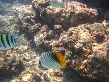 Chevron butterflyfish, or chevron butterfly, or Chaetodon trifascialis in the coral reef of the Red Sea clipart