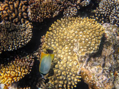 Kızıl Deniz 'in mercan kayalıklarında kelebek ya da simge kelebeği ya da Chaetodon trifascialis.
