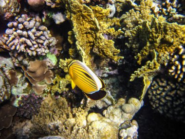The blue-cheeked butterflyfish or Chaetodon semilarvatus in the Red Sea coral reef clipart