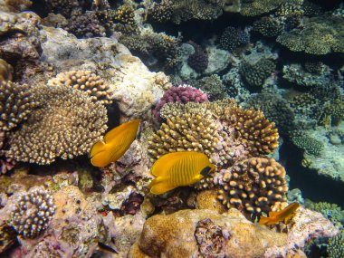 Kızıl Deniz mercan resiflerindeki mavi yanaklı kelebek ya da Chaetodon semilarvatus.