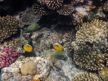 Kızıl Deniz mercan resiflerindeki mavi yanaklı kelebek ya da Chaetodon semilarvatus.