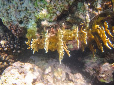 Kızıl Deniz 'in mercan kayalıklarında güzel bir mercan. Deniz altı dünyası