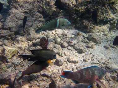 Kızıl Deniz 'in mercan kayalıklarında çok farklı güzel balıklar var. Deniz altı dünyası