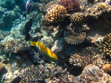 Kızıl Deniz 'in mercan kayalıklarında çok farklı güzel balıklar var. Deniz altı dünyası