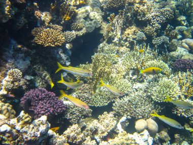 Kızıl Deniz 'in mercan kayalıklarında çok farklı güzel balıklar var. Deniz altı dünyası
