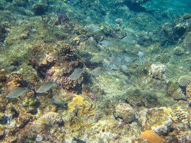 Kızıl Deniz 'in mercan kayalıklarında çok farklı güzel balıklar var. Deniz altı dünyası