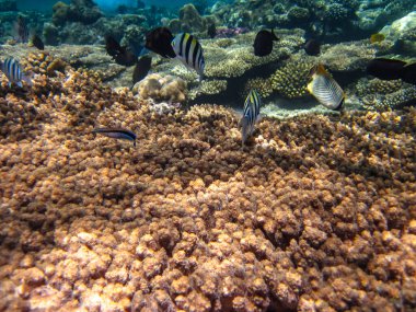 Kızıl Deniz 'in mercan kayalıklarında çok farklı güzel balıklar var. Deniz altı dünyası
