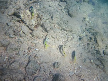 Kızıl Deniz 'in mercan kayalıklarında çok farklı güzel balıklar var. Deniz altı dünyası