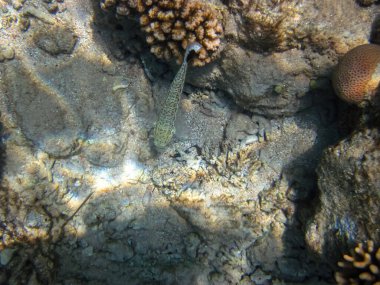 Synanceia Dehşet, Kızıl Deniz mercan resiflerindeki, estuarine taşbalığı, içi boş taş balığı, korkunç taş balığı, sert taş balığı ya da gerçek taşbalığı. Deniz altı dünyası