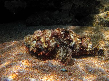 Synanceia Dehşet, Kızıl Deniz mercan resiflerindeki, estuarine taşbalığı, içi boş taş balığı, korkunç taş balığı, sert taş balığı ya da gerçek taşbalığı. Deniz altı dünyası