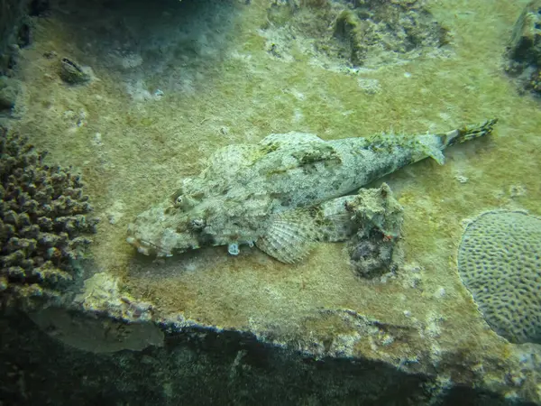 stock image Synanceia horrida, the estuarine stonefish, hollow-cheek stonefish, horrid stonefish, rough stonefish or true stonefish in the Red Sea coral reef. Undersea world