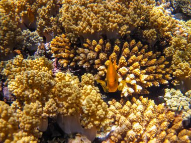 Kızıl Deniz 'in mercan resiflerinin renkli sakinleri. Deniz altı dünyası. Deniz balığı..