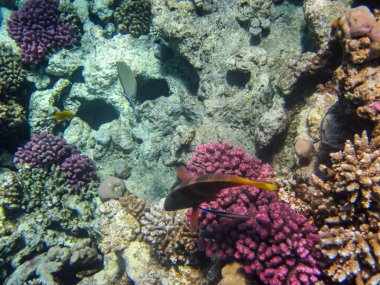 Kızıl Deniz 'in mercan resiflerinin renkli sakinleri. Deniz altı dünyası. Deniz balığı..