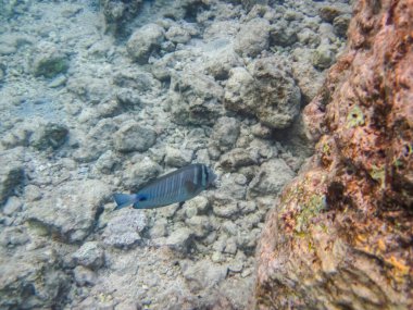 Kızıl Deniz 'in mercan resiflerinin renkli sakinleri. Deniz altı dünyası. Deniz balığı..