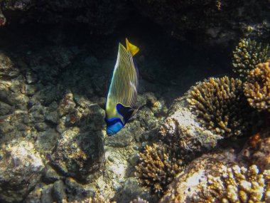 Kızıl Deniz 'in mercan resiflerinin renkli sakinleri. Deniz altı dünyası. Deniz balığı..
