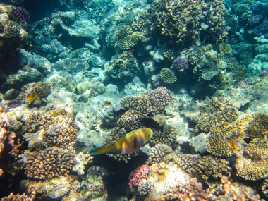 Kızıl Deniz 'in mercan resiflerinin renkli sakinleri. Deniz altı dünyası. Deniz balığı..