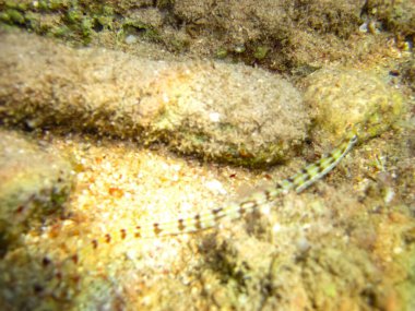 Kızıl Deniz 'in mercan resiflerinin renkli sakinleri. Deniz altı dünyası. Deniz balığı..