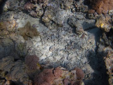 Kızıl Deniz 'in mercan resiflerinin renkli sakinleri. Deniz altı dünyası. Deniz balığı..
