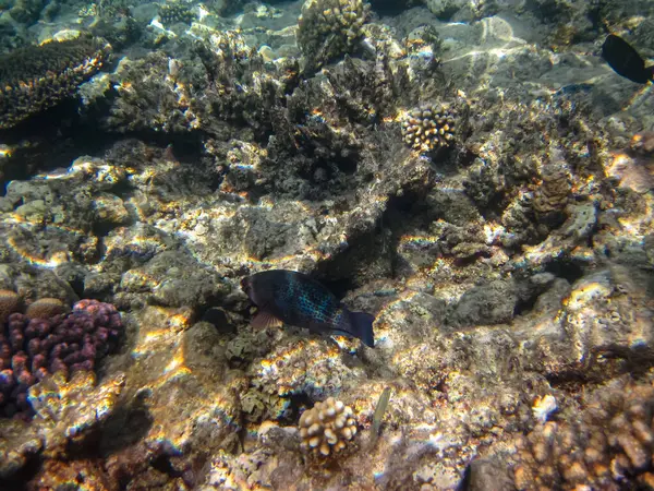 Kızıl Deniz 'in mercan resiflerinin renkli sakinleri. Deniz altı dünyası. Deniz balığı..