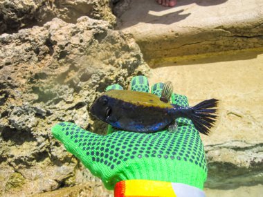 Body-cube or Ostracion cubicus on the hand. We caught a fish near the shore of the Red Sea. clipart
