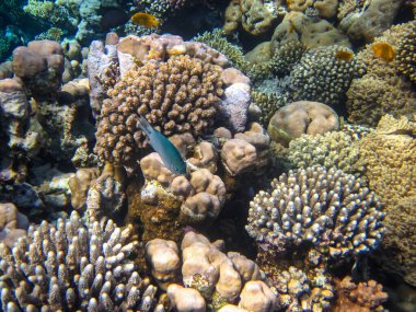 Kızıl Deniz 'in mercan resiflerinin deniz sakinleri. Deniz altı dünyası