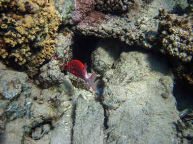 Kızıl Deniz 'in mercan resiflerinin deniz sakinleri. Deniz altı dünyası