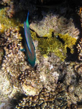 Kızıl Deniz 'in mercan resiflerinin deniz sakinleri. Deniz altı dünyası