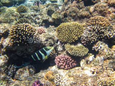 Kızıl Deniz 'in mercan resiflerinin deniz sakinleri. Deniz altı dünyası