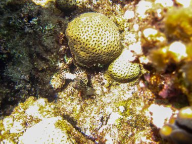 Kızıl Deniz 'in mercan resiflerinin deniz sakinleri. Deniz altı dünyası