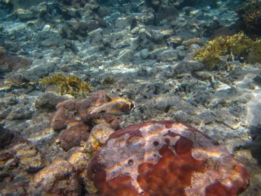 Kızıl Deniz 'in mercan resiflerinin deniz sakinleri. Deniz altı dünyası