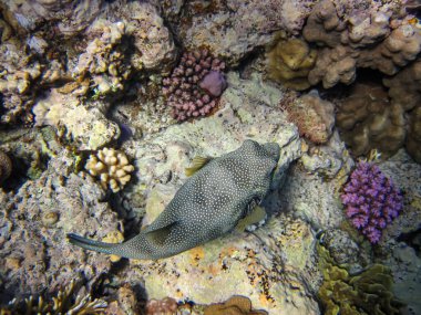 Kızıl Deniz 'in mercan resiflerindeki uzun omurgalı kirpi balığı veya Diodon hystrix. Deniz altı dünyası. Deniz balığı..