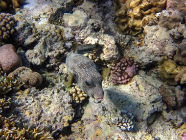 Long-spined hedgehog fish or Diodon hystrix in the expanses of the coral reef of the Red Sea. Undersea world. Sea fish. clipart