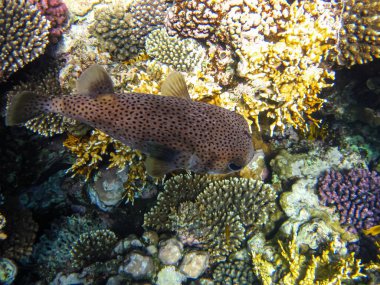 Kızıl Deniz 'in mercan resiflerindeki uzun omurgalı kirpi balığı veya Diodon hystrix. Deniz altı dünyası. Deniz balığı..