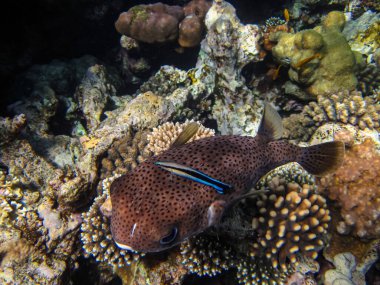 Kızıl Deniz 'in mercan resiflerindeki uzun omurgalı kirpi balığı veya Diodon hystrix. Deniz altı dünyası. Deniz balığı..