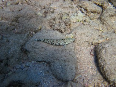 Kızıl Deniz 'in mercan resiflerindeki kum tepeleri. Deniz altı dünyası. Deniz balığı..