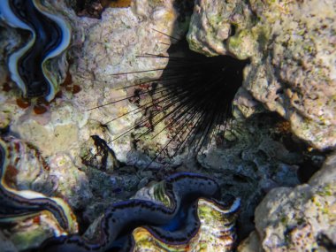 Kızıldeniz 'in mercan kayalıklarında deniz kestanesi. Deniz altı dünyası.