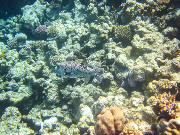 stock image Long-spined hedgehog fish or Diodon hystrix in the expanses of the coral reef of the Red Sea. Undersea world. Sea fish.