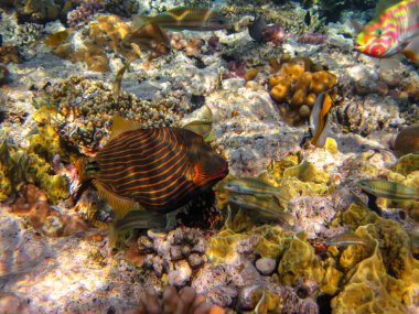 Orange-striped balistapus or Balistapus undulatus in the expanse of the coral reef of the Red Sea. Undersea world. Sea fish. clipart