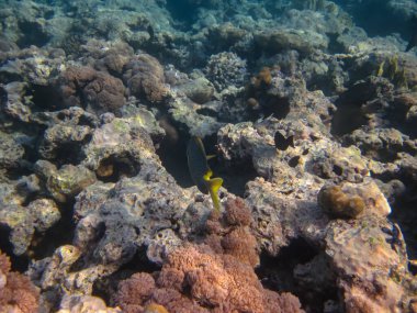 Kızıldeniz 'in mercan resiflerindeki Sigans, Pieds veya Siganus. Deniz altı dünyası. Deniz balığı..