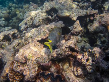 Kızıldeniz 'in mercan resiflerindeki Sigans, Pieds veya Siganus. Deniz altı dünyası. Deniz balığı..
